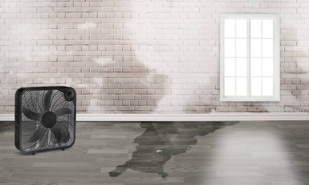 Best Mold removal after water damage  in Struthers, OH